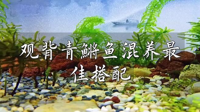 哪種混養(yǎng)方案最適合新手？：新手如何選擇最適合的混養(yǎng)方案