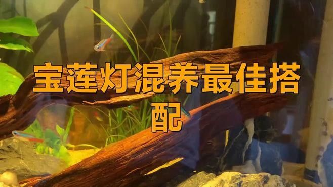 哪種混養(yǎng)方案最適合新手？：新手如何選擇最適合的混養(yǎng)方案