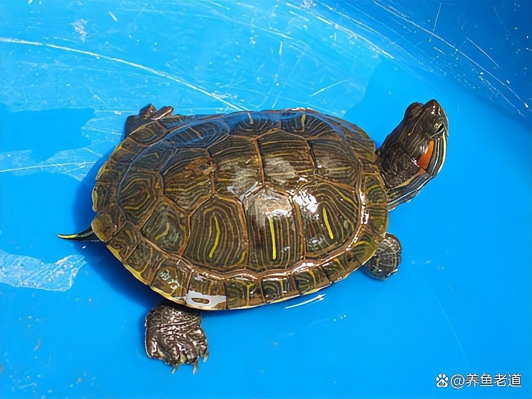 哪種混養(yǎng)方案最適合新手？：新手如何選擇最適合的混養(yǎng)方案