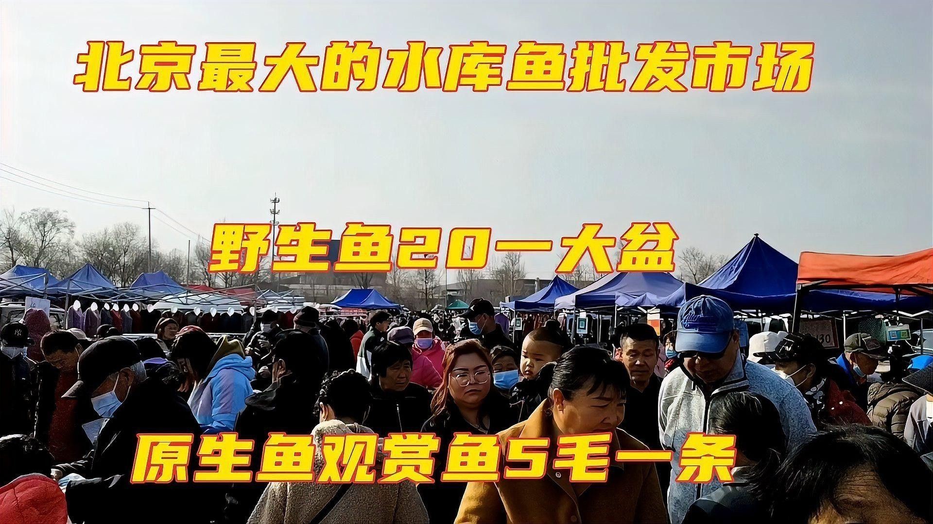如何評估龍魚市場的流動性？：如何評估龍魚市場的流動性