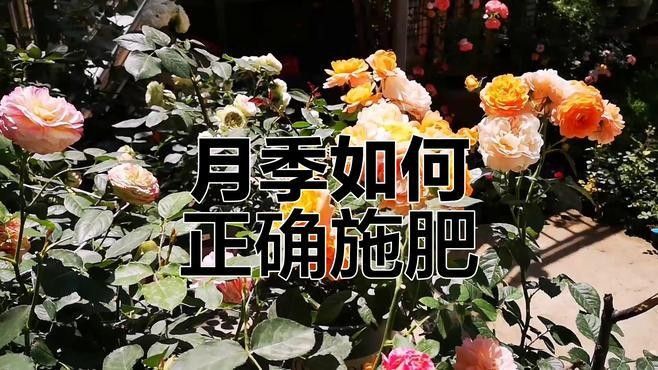 紅龍月季的最佳施肥方法：紅龍月季施肥方法至關重要，
