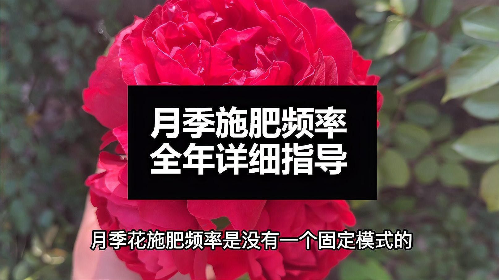 紅龍月季的最佳施肥方法：紅龍月季施肥方法至關重要，