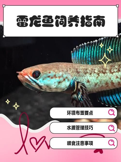 火背雷龍魚多久喂一次食物？：火背雷龍魚喂食頻率的調整