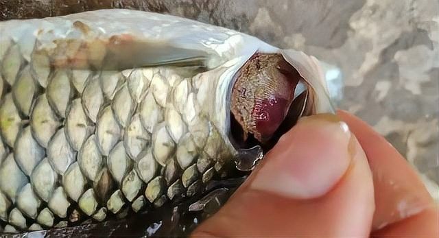 如何預防紅龍魚爛鰓病：如何預防龍魚爛鰓病