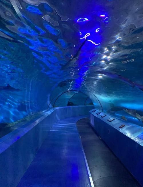 溧水哪個水族館龍魚好？祥龍魚場龍魚：南京市溧水區夢景生態水族館