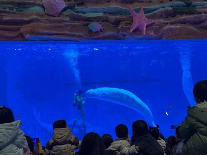 溧水哪個水族館龍魚好？祥龍魚場龍魚：南京市溧水區夢景生態水族館