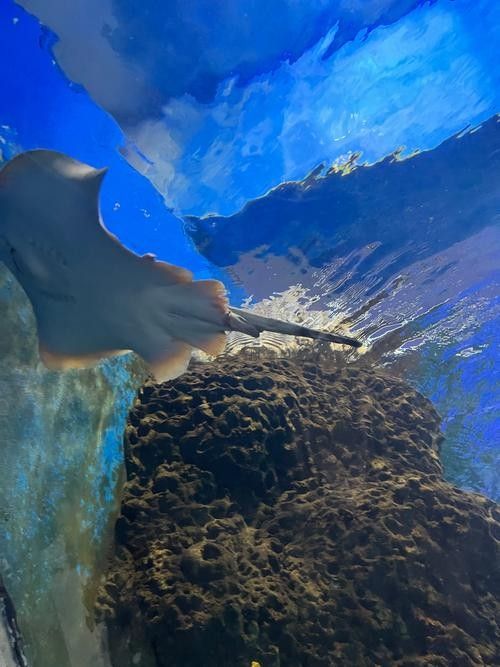 溧水哪個水族館龍魚好？祥龍魚場龍魚：南京市溧水區夢景生態水族館