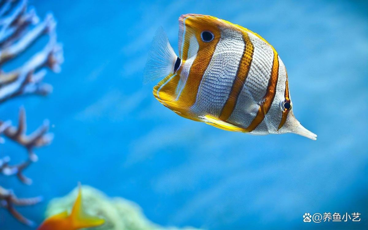 如何給金龍魚投喂維生素？：如何為金龍魚提供維生素