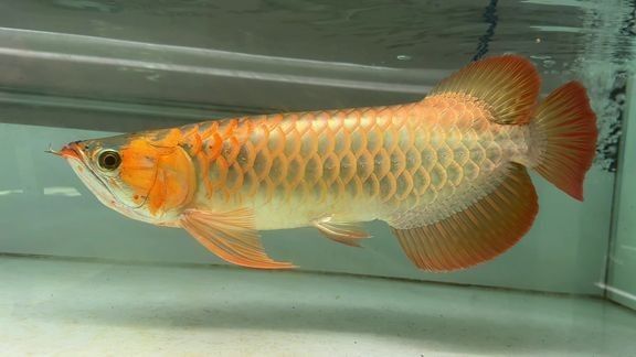臺灣還有哪些龍魚元素品牌：臺灣龍魚飼料品牌排行榜