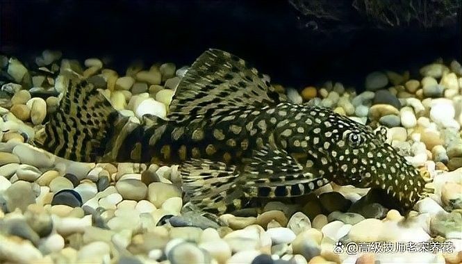 龍魚(yú)缸清潔工如何投喂？：魚(yú)缸清潔工投喂時(shí)需遵循一系列步驟以確保水質(zhì)和食物的安全