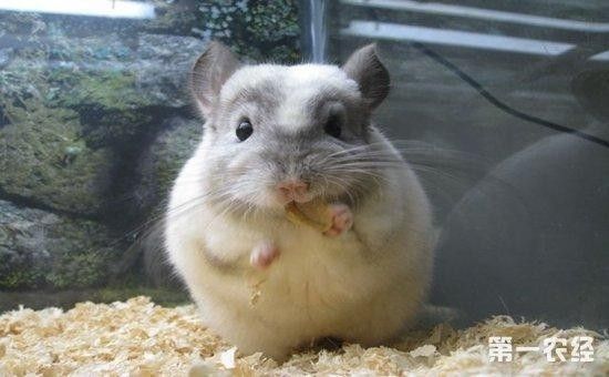 龍貓被貓打了會怎樣？：龍貓被貓打了會怎樣