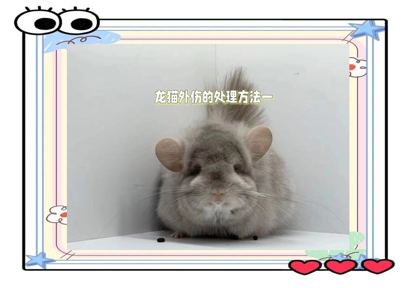 龍貓被貓打了會怎樣？：龍貓被貓打了會怎樣