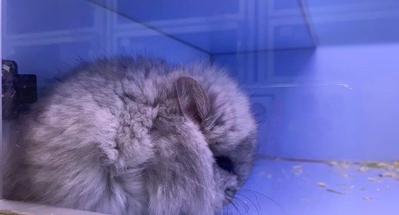 龍貓被貓打了會怎樣？：龍貓被貓打了會怎樣