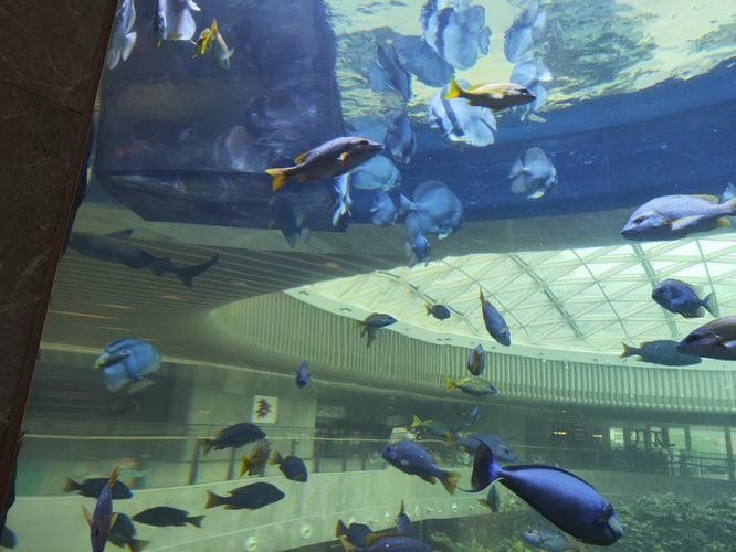 船山哪個(gè)水族館龍魚(yú)好？祥龍魚(yú)場(chǎng)龍魚(yú)：廣州龍魚(yú)祥龍魚(yú)場(chǎng)龍魚(yú)養(yǎng)殖知識(shí)詳解99學(xué)術(shù)網(wǎng)