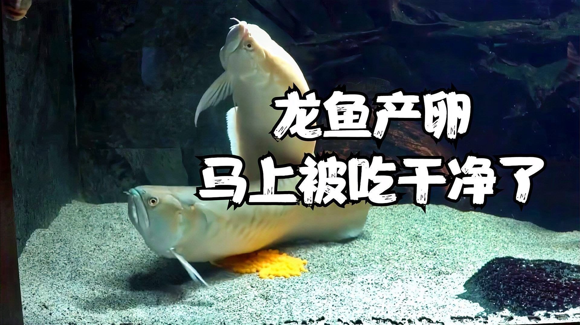 龍魚繁殖時需要哪些食物：龍魚繁殖期的主要食物