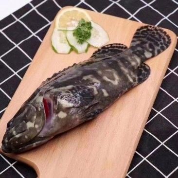 沈陽龍魚批發(fā)市場的價格如何：沈陽龍魚批發(fā)市場價格