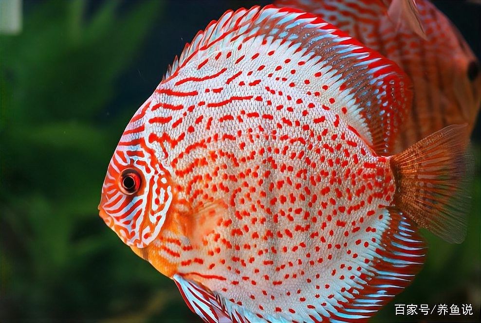 雷龍魚苗多久喂一次食？：雷龍魚苗喂養指南 雷龍魚苗多久喂一次食？：雷龍魚苗喂養指南 龍魚百科 第6張