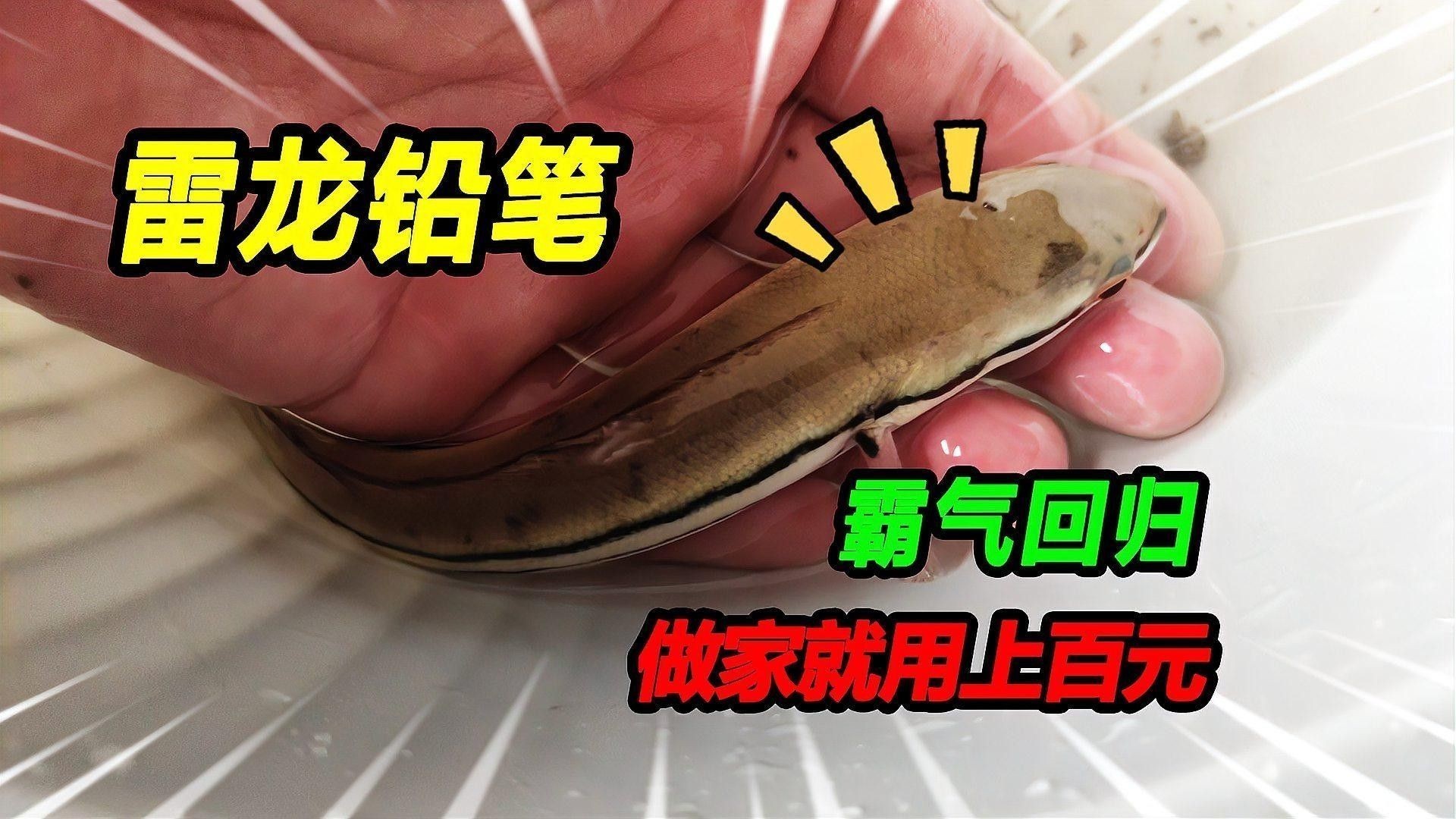 雷龍魚苗多久喂一次食？：雷龍魚苗喂養指南 雷龍魚苗多久喂一次食？：雷龍魚苗喂養指南 龍魚百科 第2張
