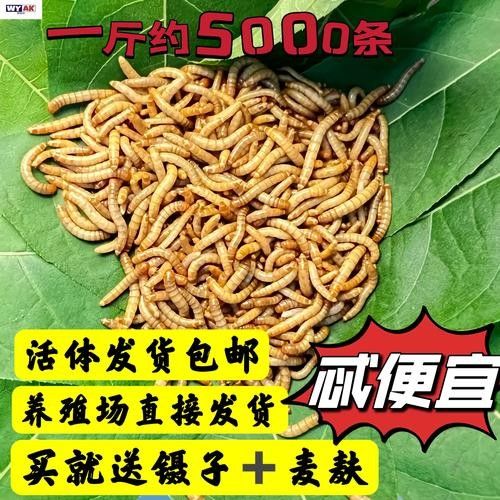 金龍魚吃面包蟲會偏食嗎：金龍魚吃面包蟲會偏食嗎？