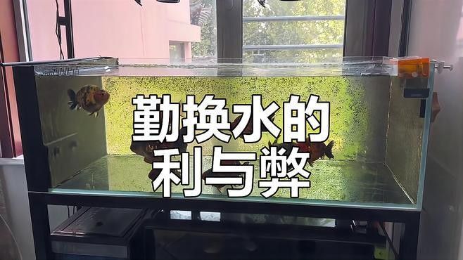金頭龍魚換水時(shí)需要加入什么：金頭龍魚多久換一次水？ 金頭龍魚換水時(shí)需要加入什么：金頭龍魚多久換一次水？ 龍魚百科 第3張
