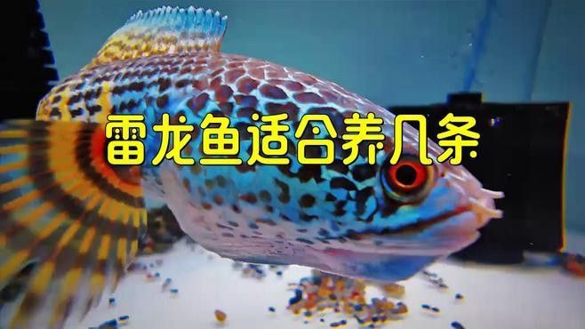 彩虹雷龍魚可以群養(yǎng)嗎？：彩虹雷龍魚可以群養(yǎng)嗎