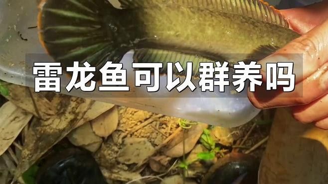 彩虹雷龍魚可以群養(yǎng)嗎？：彩虹雷龍魚可以群養(yǎng)嗎