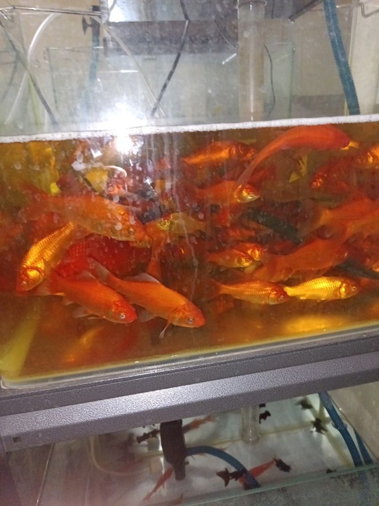 拐子湖哪個水族館龍魚好？祥龍魚場龍魚：北京祥龍魚場聊城分店|聊城龍魚養殖攻略