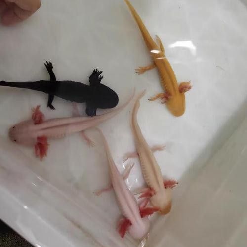 黃龍魚的市場價格如何：10月1日小黃魚市場價格行情證券之星黃龍魚市場價格