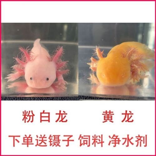 黃龍魚的市場價格如何：10月1日小黃魚市場價格行情證券之星黃龍魚市場價格