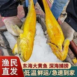 黃龍魚的市場價格如何：10月1日小黃魚市場價格行情證券之星黃龍魚市場價格