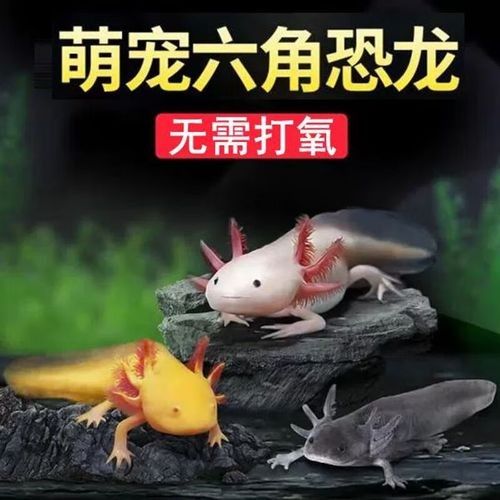 黃龍魚的市場價格如何：10月1日小黃魚市場價格行情證券之星黃龍魚市場價格