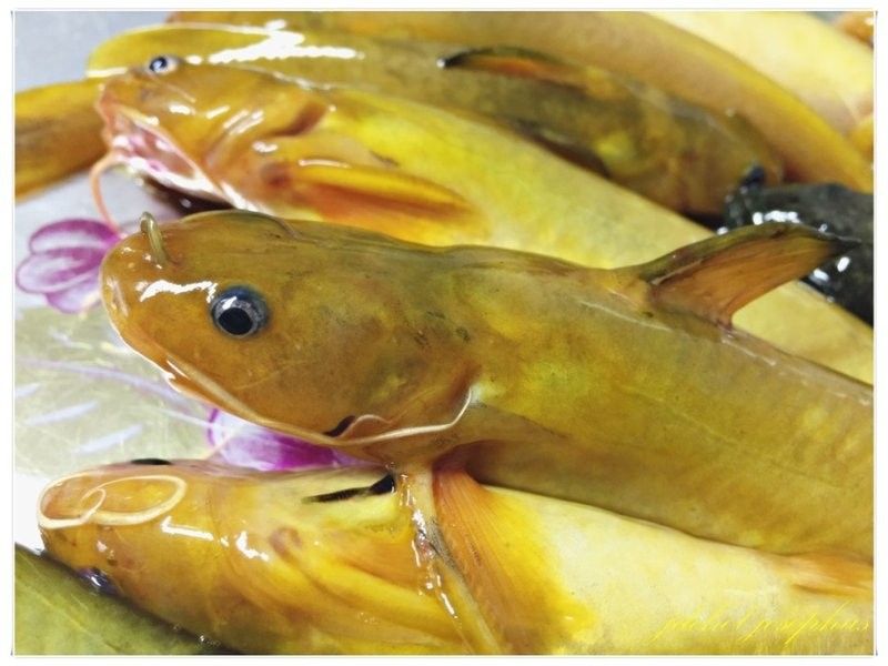 黃龍魚的市場價格如何：10月1日小黃魚市場價格行情證券之星黃龍魚市場價格