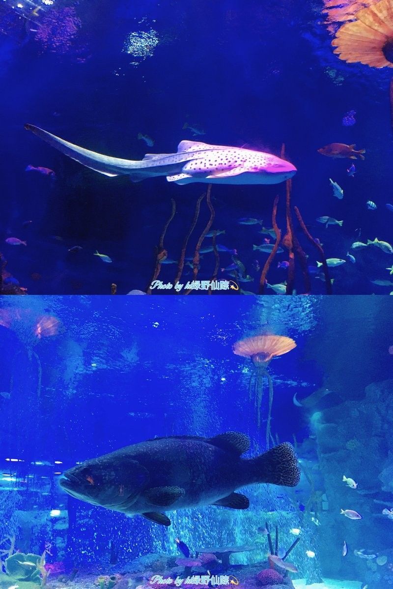 沈河哪個水族館龍魚好？祥龍魚場龍魚：沈陽地區與龍魚相關的水族館推薦