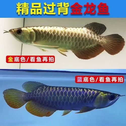 給我一張A級(jí)過(guò)背金龍魚(yú)的照片：a級(jí)過(guò)背金龍魚(yú)