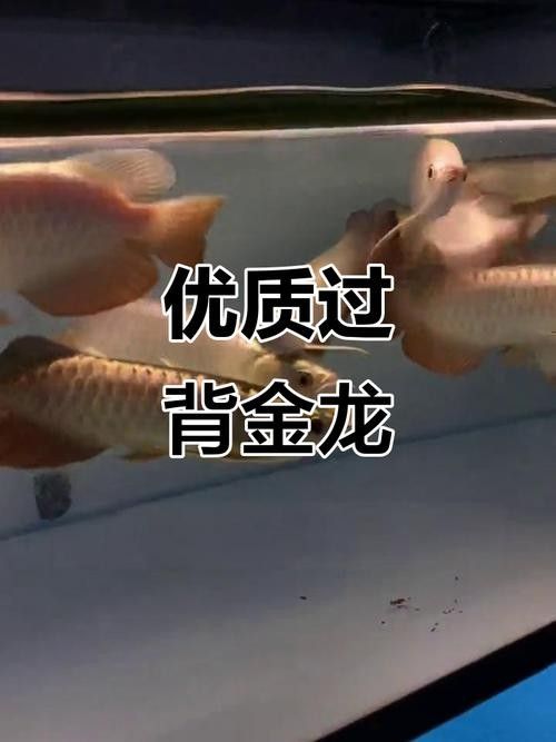 給我一張A級(jí)過(guò)背金龍魚(yú)的照片：a級(jí)過(guò)背金龍魚(yú)