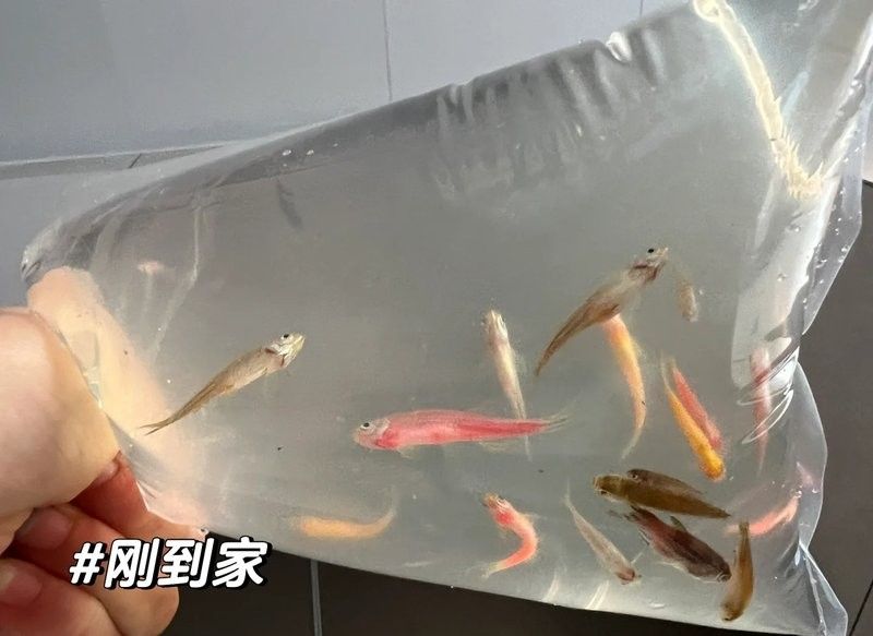 斑馬魚受傷后如何處理？：斑馬魚受傷后的處理方法