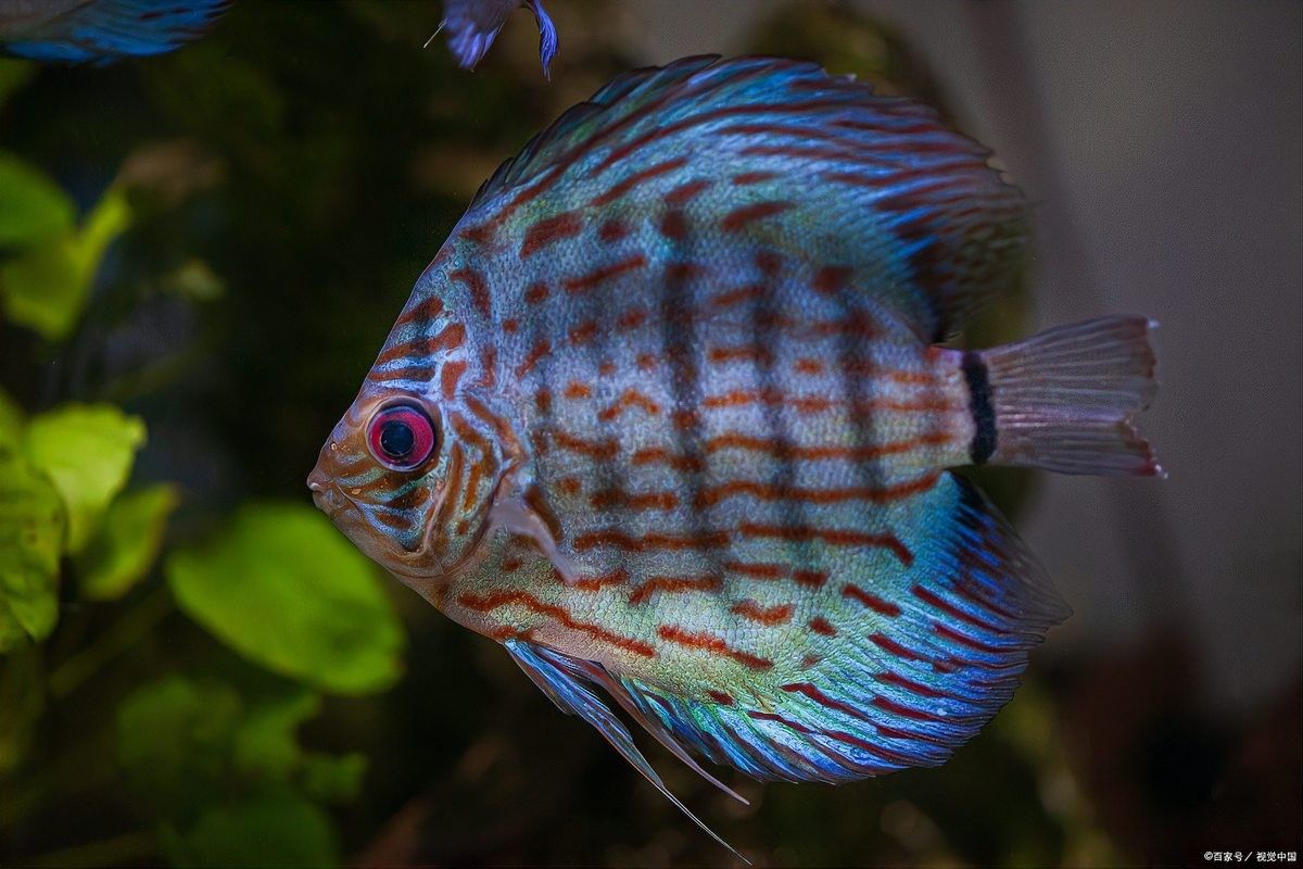 斑馬魚受傷后如何處理？：斑馬魚受傷后的處理方法