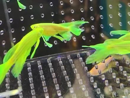 斑馬魚受傷后如何處理？：斑馬魚受傷后的處理方法