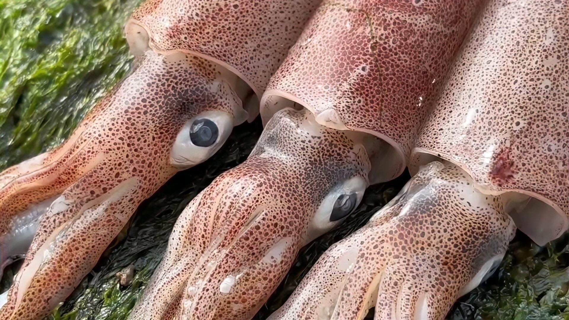斑馬魚受傷后如何處理？：斑馬魚受傷后的處理方法