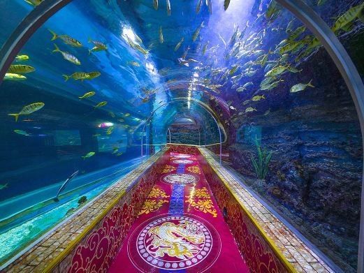 如何前往深圳龍魚市場：深圳龍魚市場的營業時間是多少？