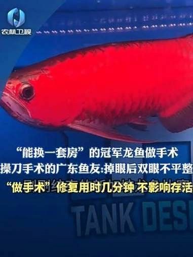 龍魚(yú)掉眼手術(shù)有哪些風(fēng)險(xiǎn)？：龍魚(yú)掉眼手術(shù)可能面臨的主要風(fēng)險(xiǎn)，龍魚(yú)掉眼手術(shù)的成功率有多高