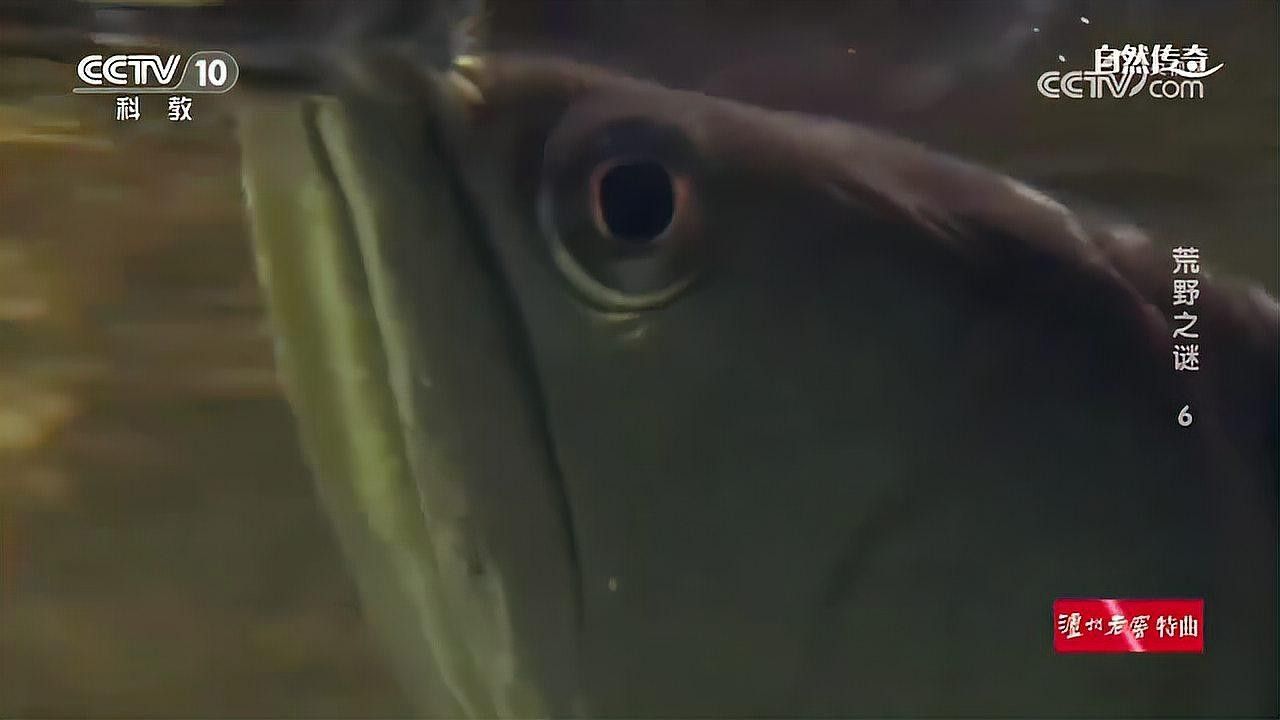 金龍魚嘴巴上的須可以剪嗎：龍魚嘴上的須可以剪嗎？
