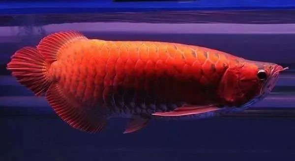 白子招財龍魚能長多大：白子招財龍魚壽命有多長？