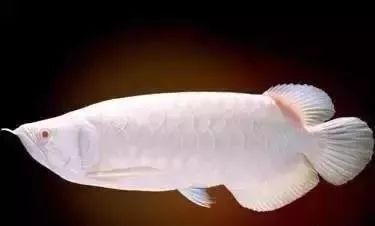 龍魚浮頭顏色變種有哪些品種？：以鮮艷為主的浮頭龍魚 龍魚浮頭顏色變種有哪些品種？：以鮮艷為主的浮頭龍魚 龍魚百科 第9張