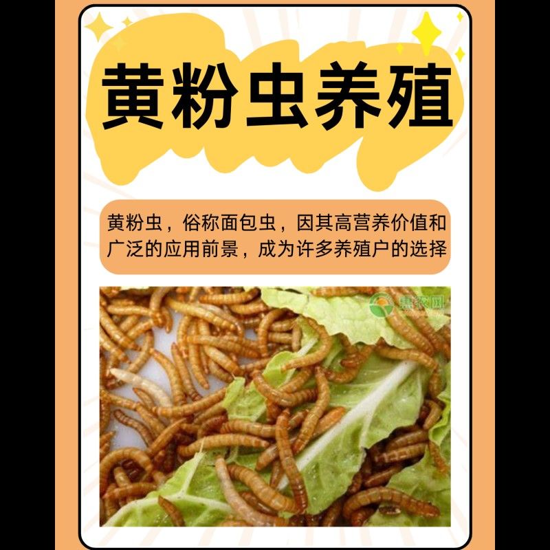 面包蟲多久喂一次：守宮喂食頻率全攻略賽博社會(huì)觀察站面包蟲養(yǎng)殖方法
