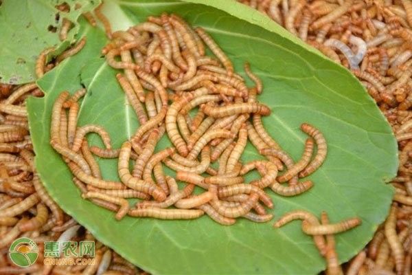 面包蟲多久喂一次：守宮喂食頻率全攻略賽博社會(huì)觀察站面包蟲養(yǎng)殖方法
