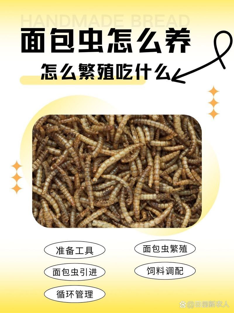 面包蟲多久喂一次：守宮喂食頻率全攻略賽博社會(huì)觀察站面包蟲養(yǎng)殖方法