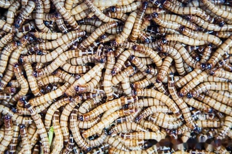 面包蟲多久喂一次：守宮喂食頻率全攻略賽博社會(huì)觀察站面包蟲養(yǎng)殖方法