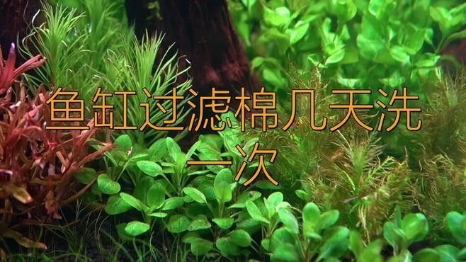 龍魚缸底濾系統多久清洗一次？：清洗龍魚缸底濾系統的頻率取決于多種因素
