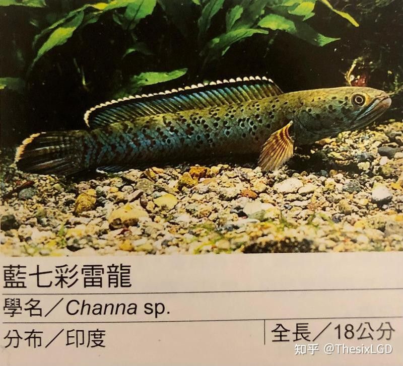 哪種雷龍魚不容易趴缸？：哪種雷龍魚不容易趴缸